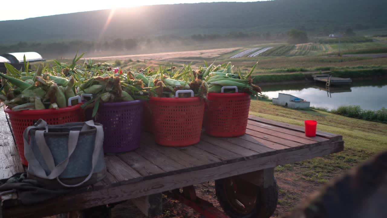 태양이 산 위로 떠오를 때 과거 트랙터를 갓 딴 옥수수가 실린 평판으로 밀어넣는 카메라