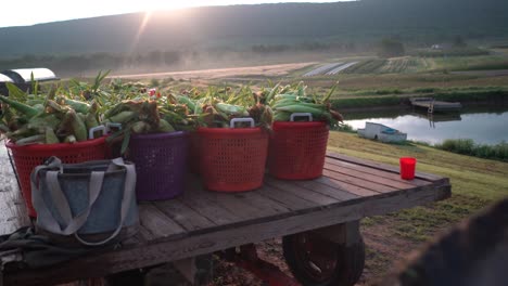 camera pushing in past tractor to its flatbed loaded with freshly picked corn as the sun rises over the mountain