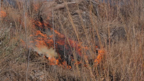 Close-up-field-fire-in-slow-motion