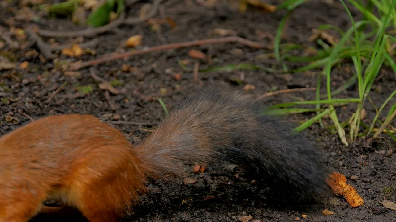 una simpática ardilla roja comiendo nueces en el parque