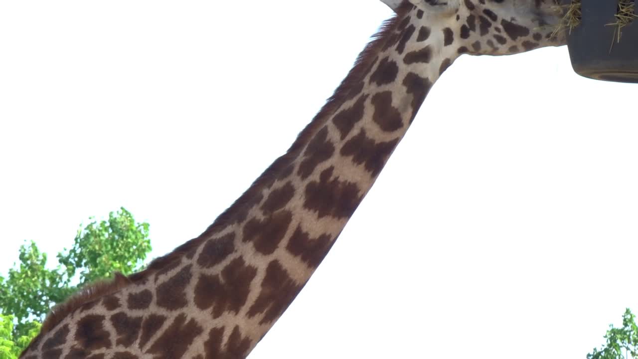 Close-up de uma girafa pastando ao sol