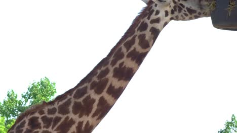 Closeup-of-a-giraffe-grazing-in-the-sun