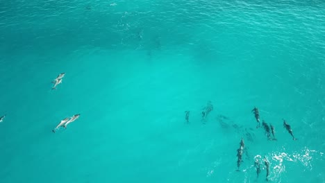 Hawaii---Observación-De-Delfines---Persiguiendo-Delfines-Con-El-Dron-Parte-2