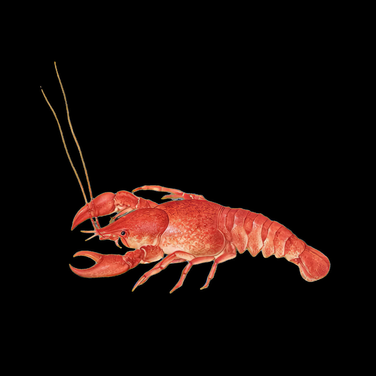 Illustrazione di aragosta vivace