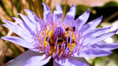 bees actively pollinate a vibrant lotus flower