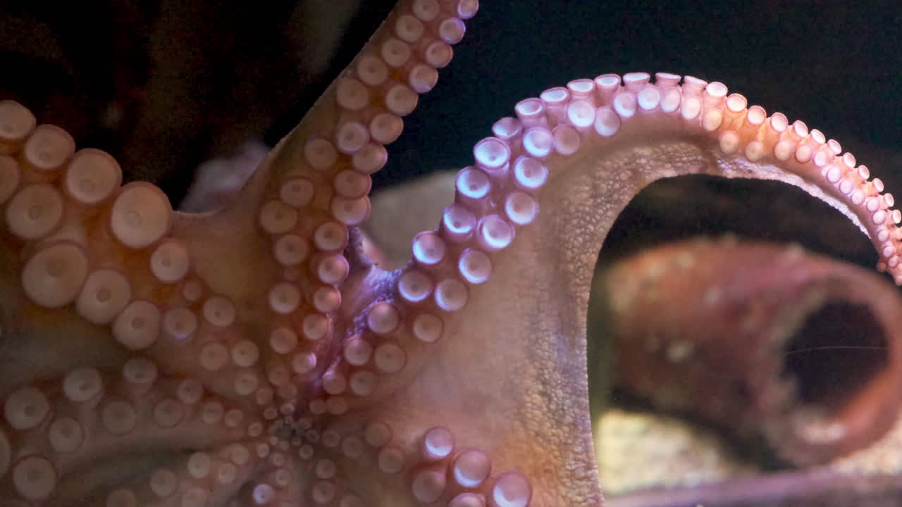 tentáculos de pulpo en el cristal del acuario