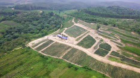 Tomas-De-Drones-De-Una-Plantación-De-Piña-Cerca-De-Rawang-En-Malasia,-Uhd-5