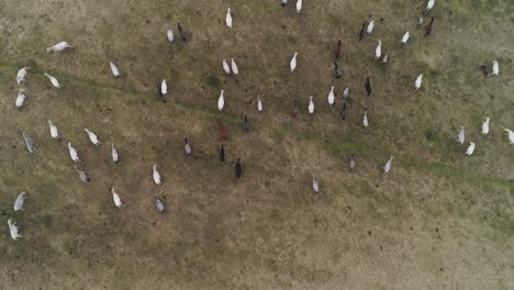 Top-down-view-of-Lipizzaner-horses-on-the-open-field-in-the-morning