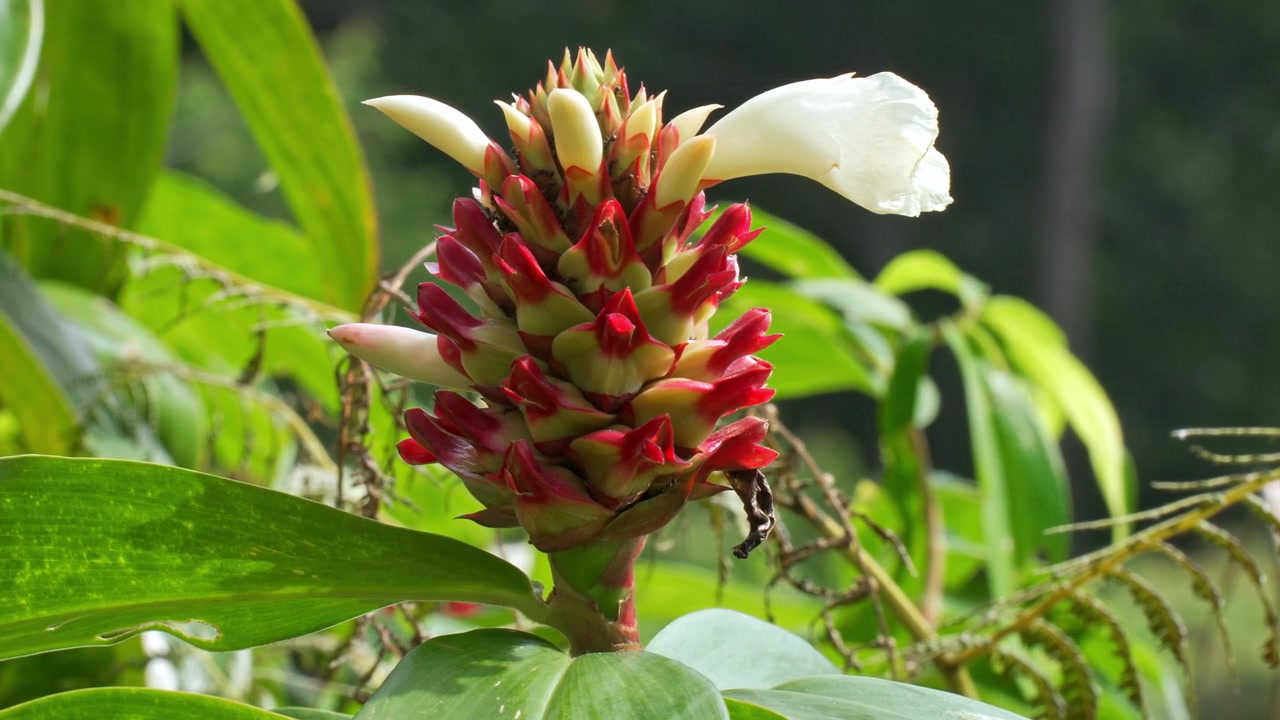 Macro inquadratura statica che mostra una densa infiorescenza a brattee rosse a forma di cono di zenzero a spirale (Costus barbatus), con un delicato petalo floreale bianco emergente tra foglie verdi della giungla