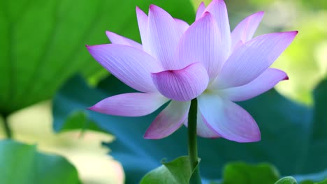 beautiful pink lotus flower with green leaves in pond