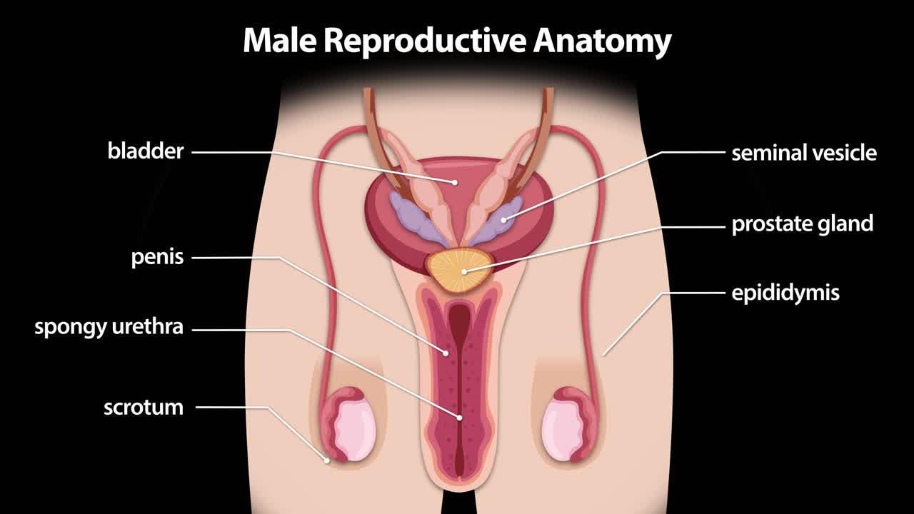 Diagramma dell'anatomia riproduttiva maschile con etichette