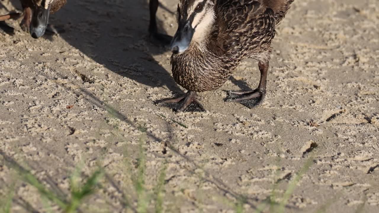 Ducklings wander on a sandy path, interacting with grass and casting shadows in the sunlight.