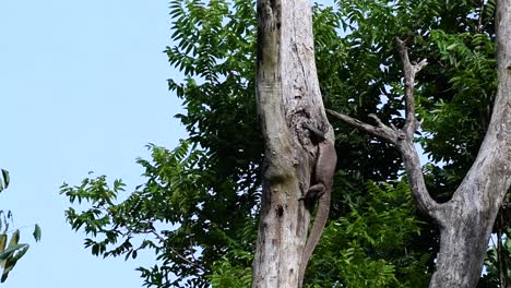 the clouded monitor lizard is found in thailand and other countries in asia