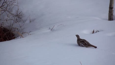 urogallo caminando en una espesa nieve en yukon, canadá, plano medio
