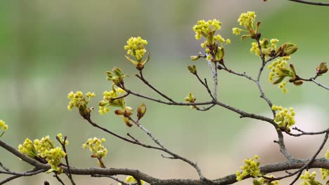 Ahornzweige-Mit-Frühen-Blüten-Im-Frühjahr-Aus-Nächster-Nähe