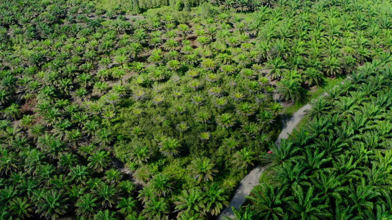 Aerial View of a Palm Oil Plantation