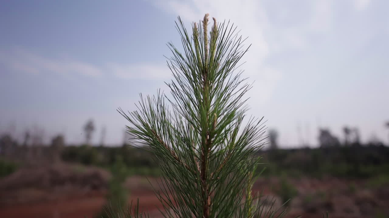 Young pine tree in a regrowing forest, symbolizing renewal and environmental recovery
