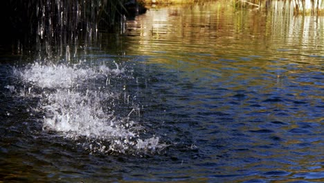 water drops on lake water