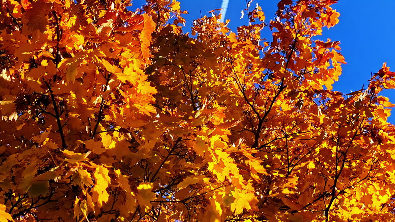 Golden foliage showing autumn period in Jelgava, Latvia