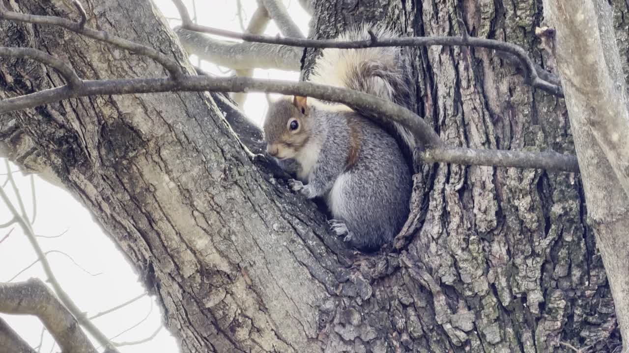 Scoiattolo grigio orientale appollaiato su un ramo di un albero mentre mangia una noce nel suo habitat naturale