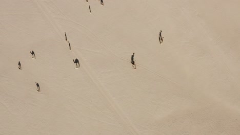 aerial drone shot of a camel herd walking slowly in the hot dry arabian desert