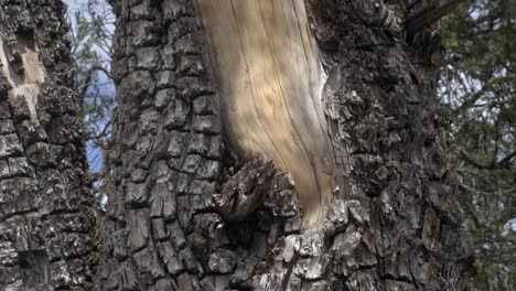 Panning-close-up-on-Alligator-Juniper-bark-in-Gila-National-Forest-New-Mexico