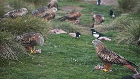 red kites eating prey on grassy meadow