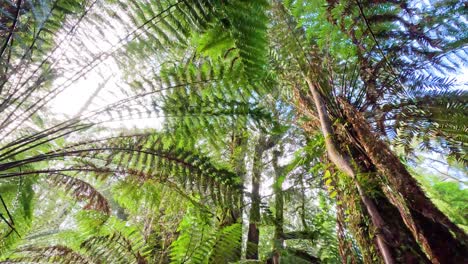 lush green ferns and towering trees