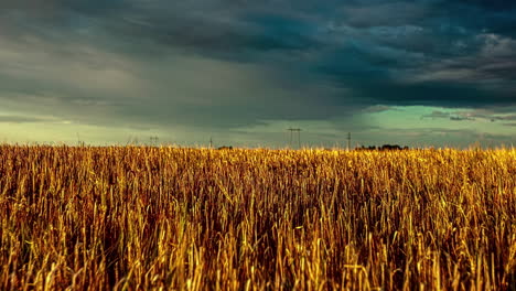 Stormy-rain-shower-over-crops-in-farm-fields---dramatic-time-lapse