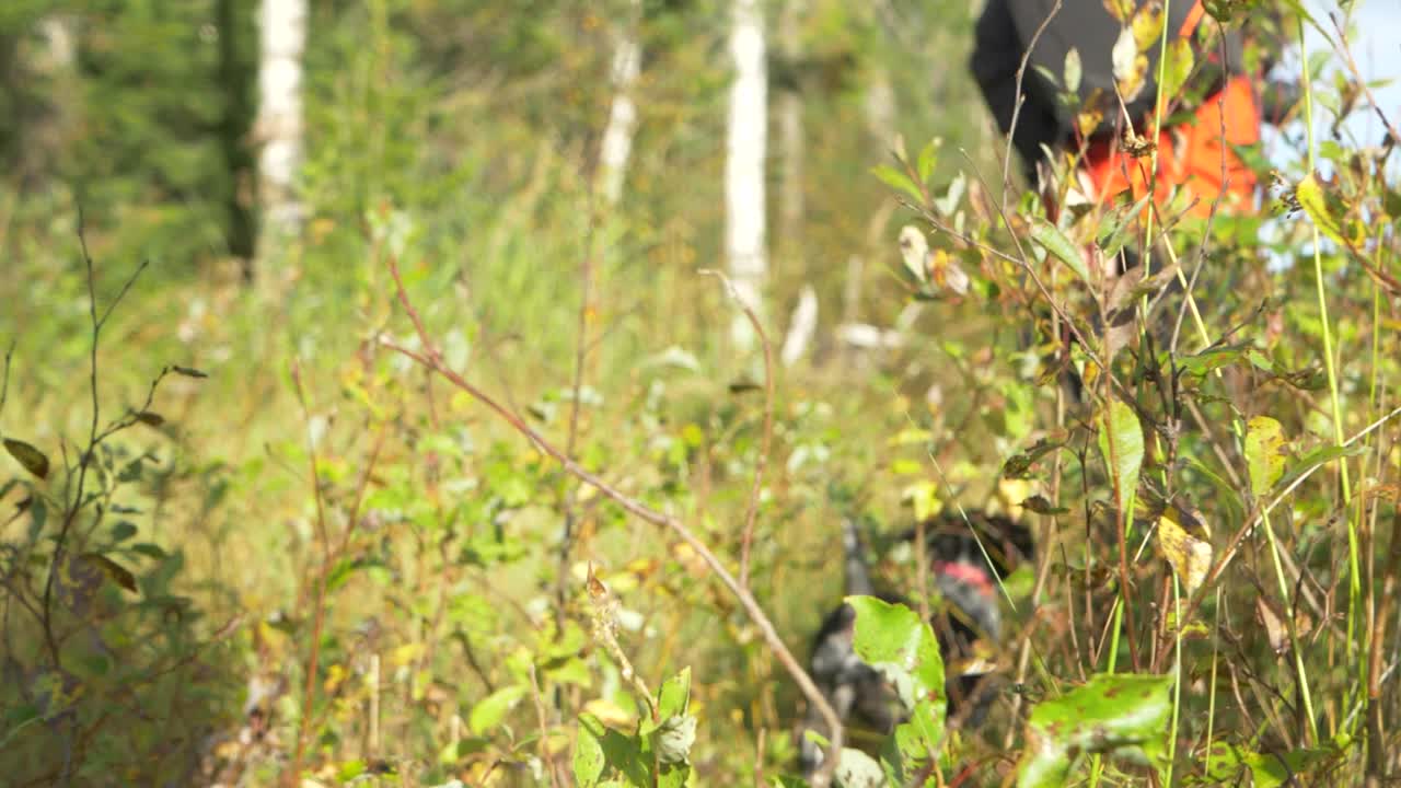 tiro de seguimiento a nivel del suelo atravesando la densa y vívida vegetación siguiendo a un perro bretón spaniel caminando con su dueño en un sendero en medio de un bosque en suecia