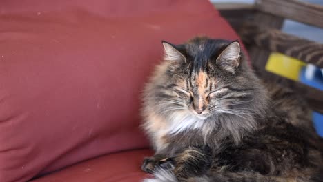 el gato calico de pelo largo se acurruca en el columpio del porche para una siesta