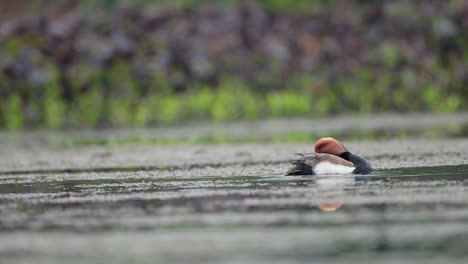 el macho adulto de la especie netta rufina