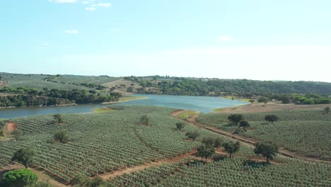 Breite-Luftaufnahme-Von-Olivenbaum-ackerland-In-Portugal