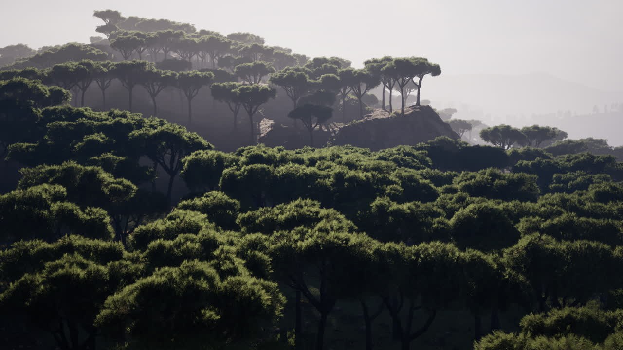 광대한 아프리카 풍경을  ⁇ 고 있는  ⁇  위를 날아다니며