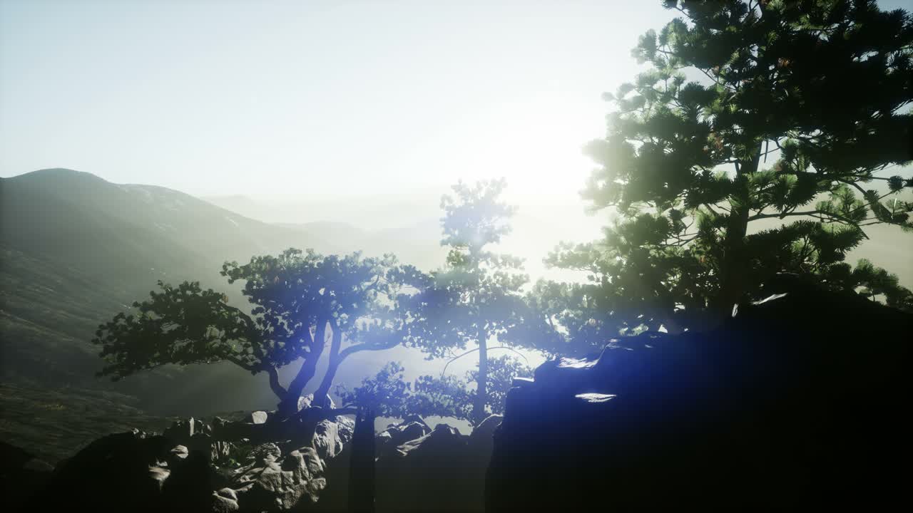 나무들을 가로지르는  ⁇ 빛