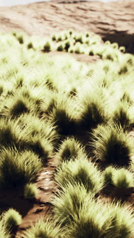 close up of grass growing in a desert