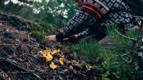 man harvesting chanterelle in indre fosen, norway - close up