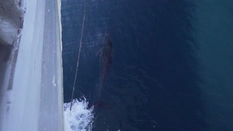 a group of dolphins playing in the bow of a boat while it's cruising. happy dolphins playing games with each other