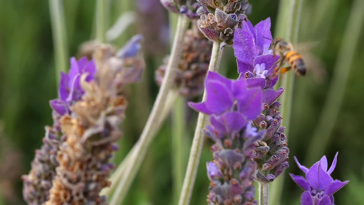 abeja en planta de lavanda macro shot
