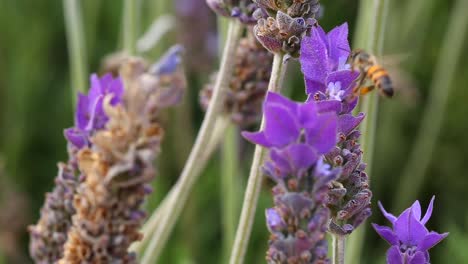 bee on lavender plant macro shot