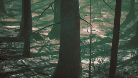 a foggy forest with tall, dark trees