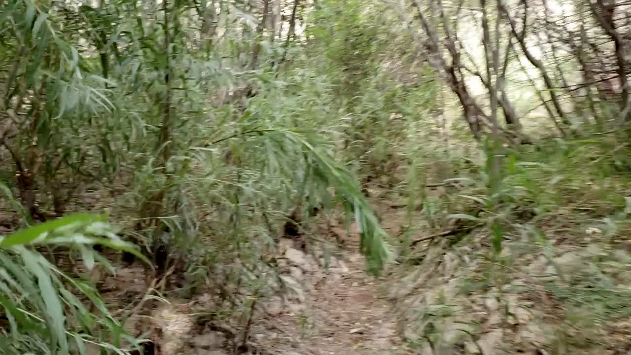 유타의 덤불 속을 걷다