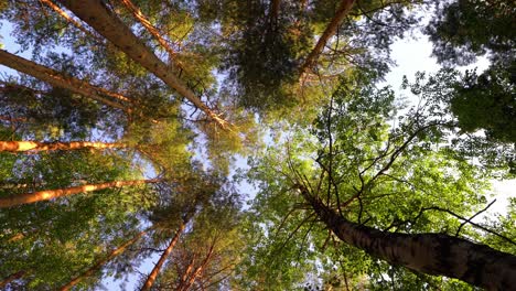 un paisaje mágico de verano. coronas verdes de árboles. disparado desde abajo, panorámica. movimiento suave de la cámara. concepto de verano, bucle de video, video 4k