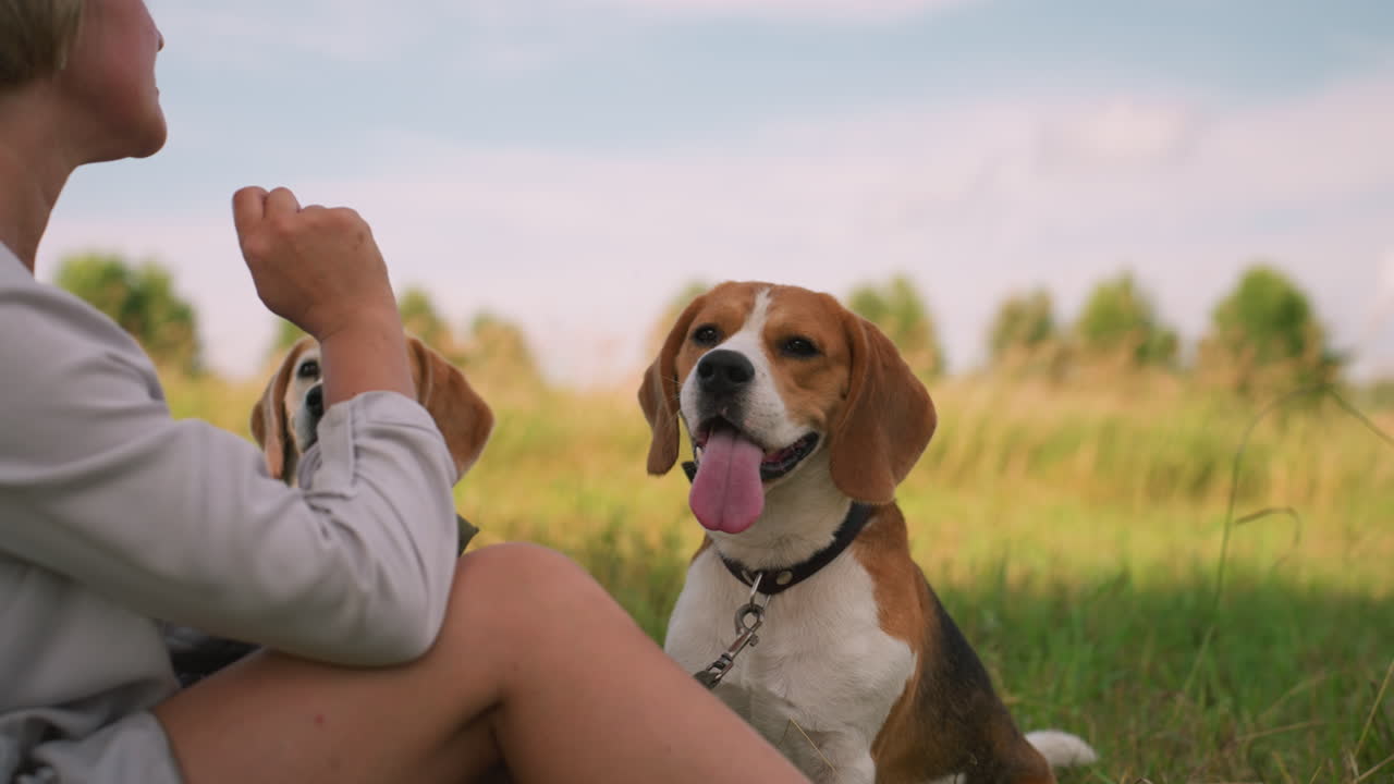 Dog owner seated on grassy field with hand outstretched while two dogs focus on her hand, anticipating treats, both dogs have leashes around their necks, looking attentive with tongues out