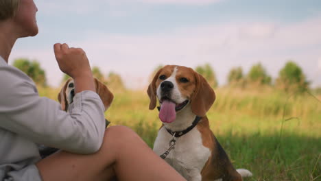 dog owner seated on grassy field with hand outstretched while two dogs focus on her hand, anticipating treats, both dogs have leashes around their necks, looking attentive with tongues out