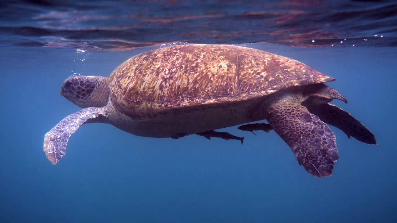 Close up of huge female old big sea turtle swimming in deep blue ocean among coral reef, ascends to the surface to breathe of air. Close up. Ocean wildlife