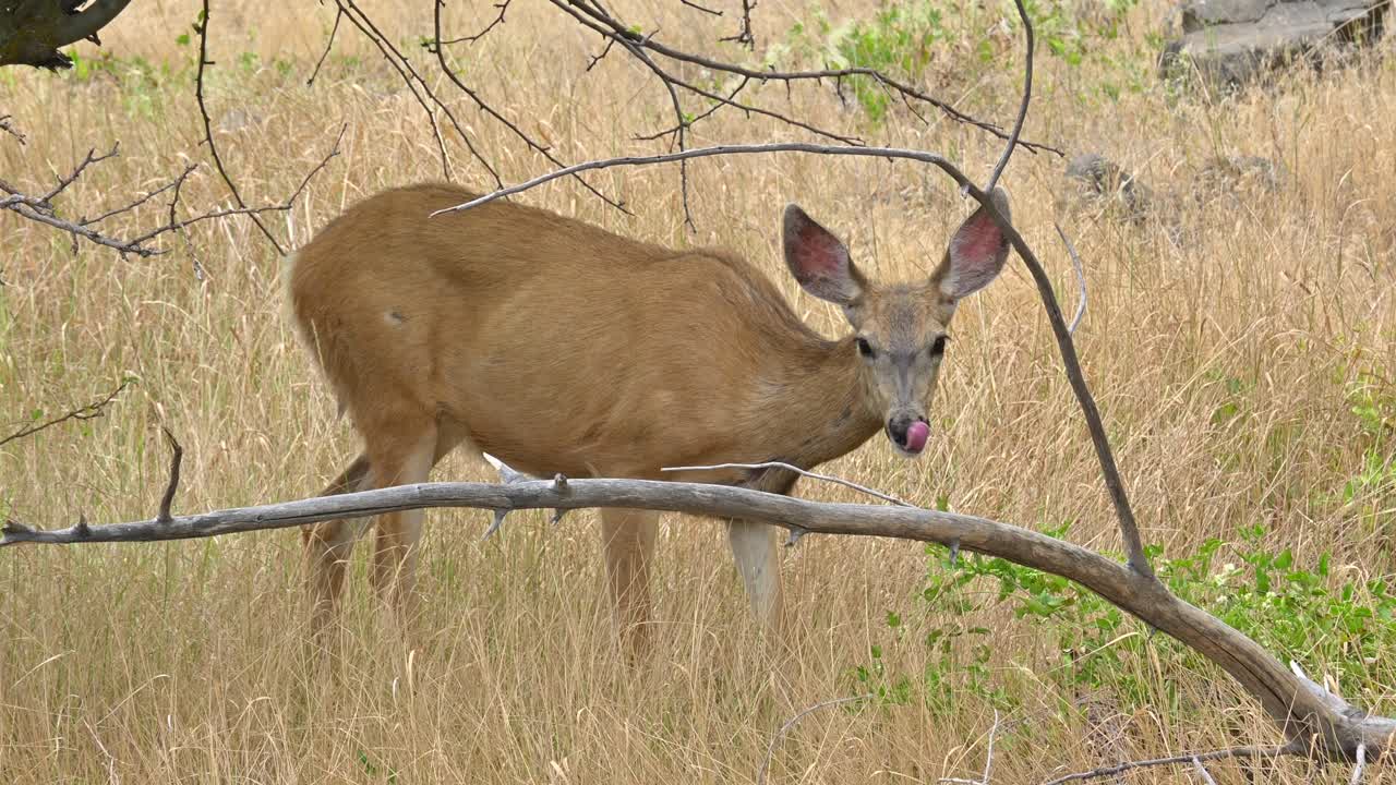 vida silvestre del lago du bois: captura de un ciervo en las praderas cerca de kamloops