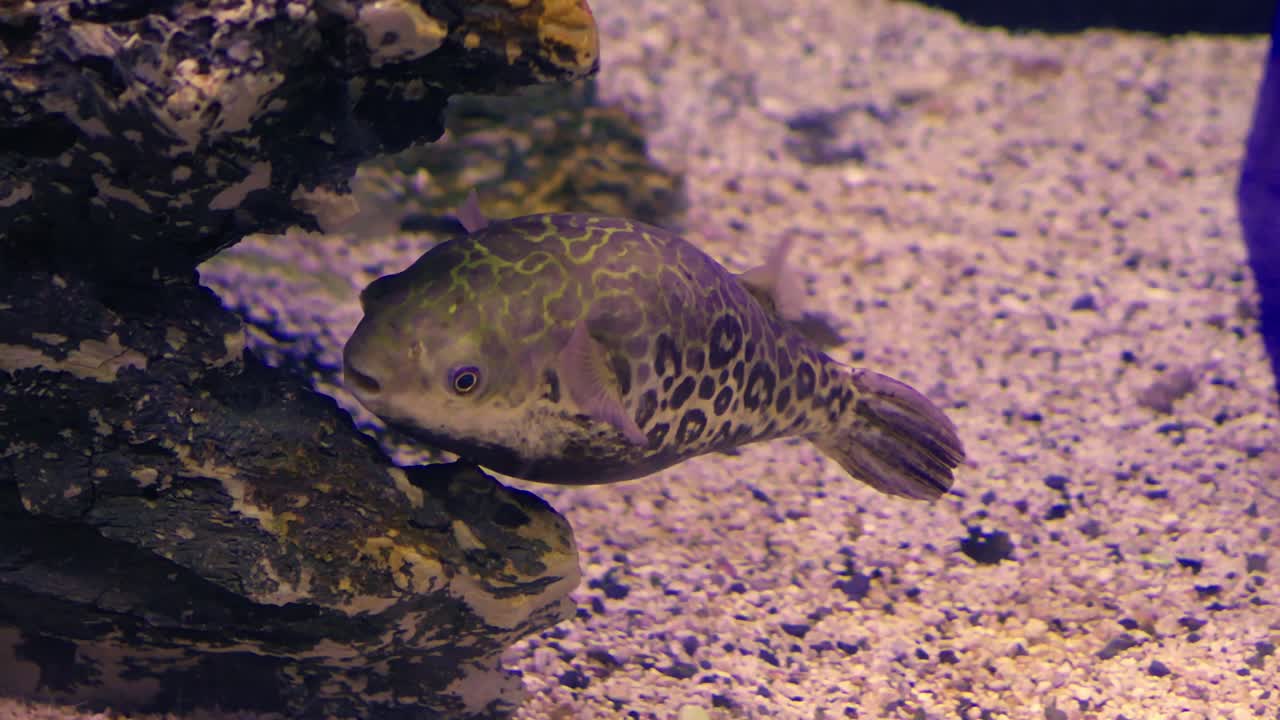Exploring the fascinating life of fish in an aquarium underwater wonders and colorful species