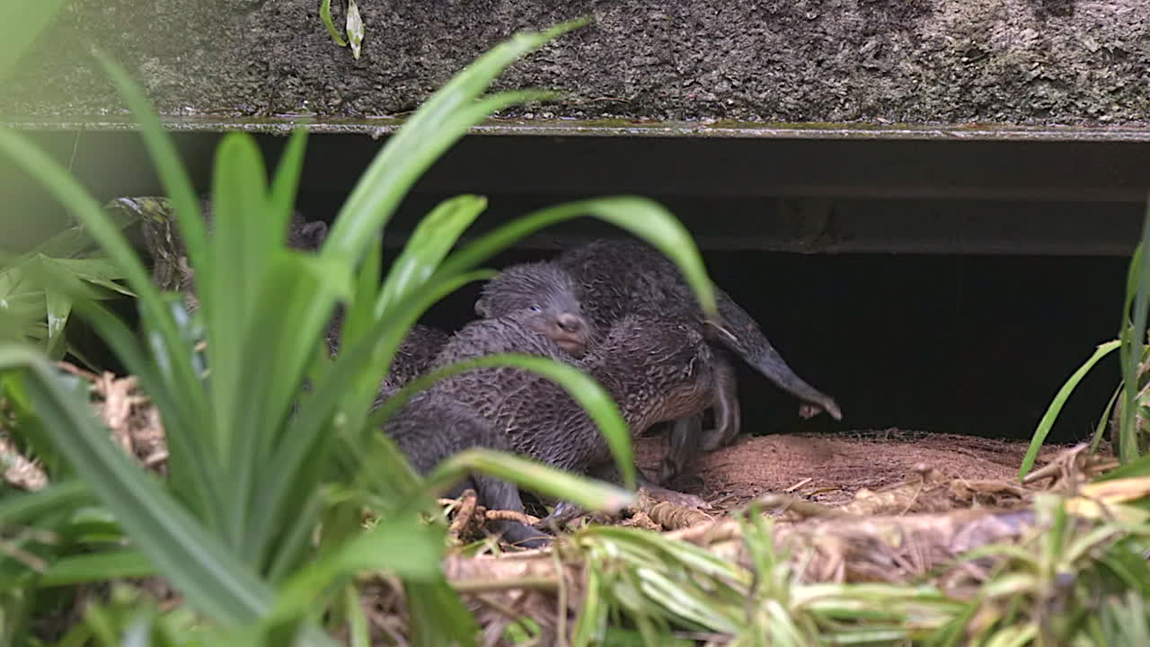 Adorable Otter Pups Hiding in Their Den