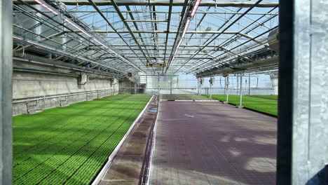 Dolly-shot-through-greenhouse-doors-reveals-lush-green-growing-basil-plants